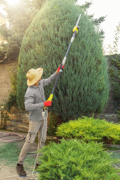 Best Tree and Shrub Care  in Wink, TX