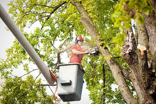 Best Arborist Consultation Services  in Wink, TX